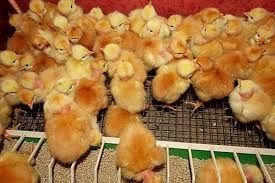Продам циплят, суточные,  подрощенные