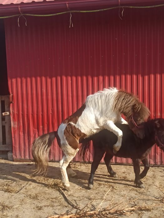 Kucyk, ogier,zaprasza