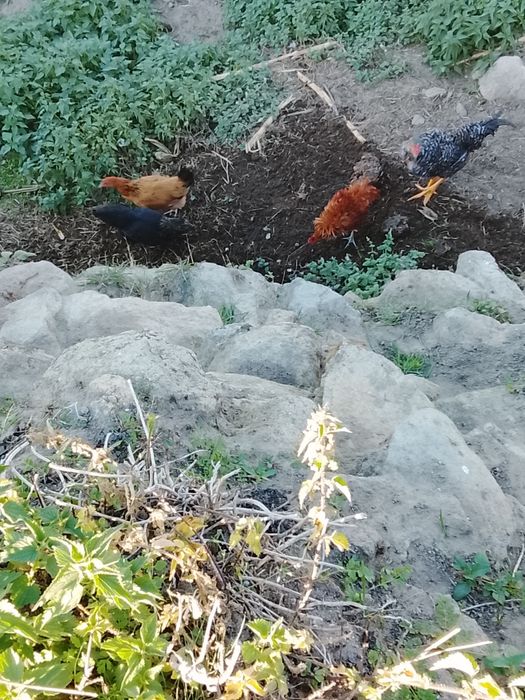 Garnizas macho e fêmea