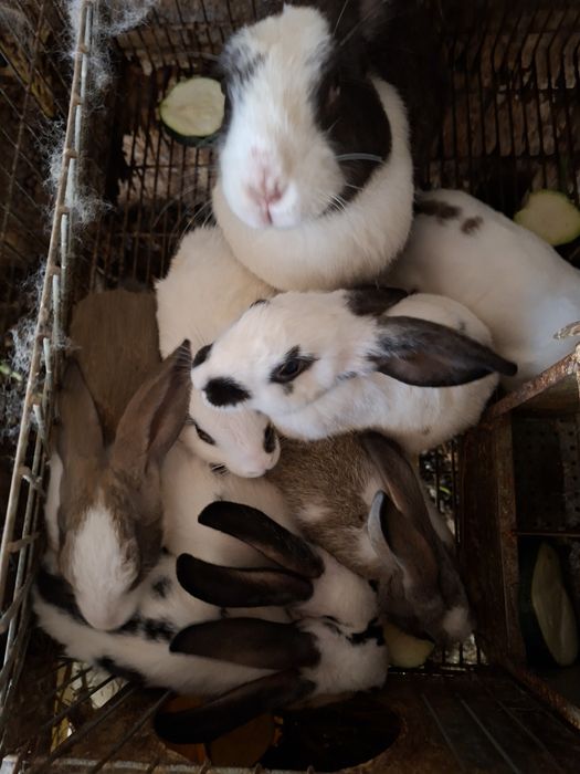 Coelhos pequenos