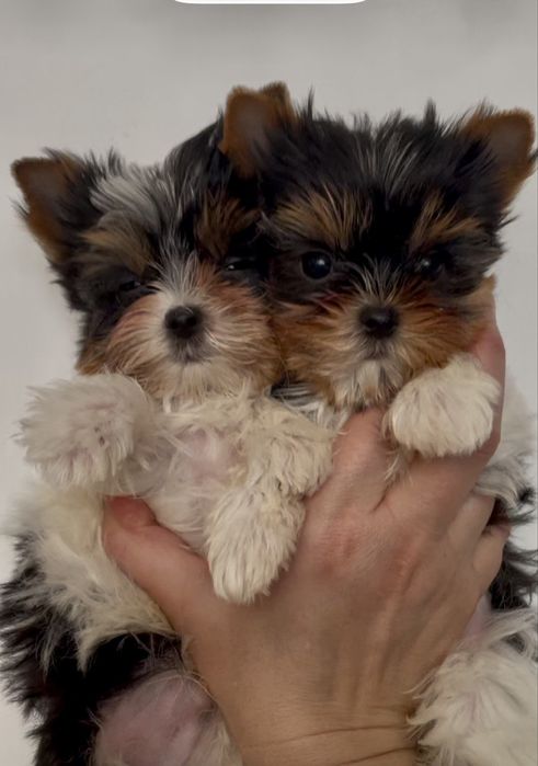 дівчата Бівер,міні-та-стандарт, кобельки міні