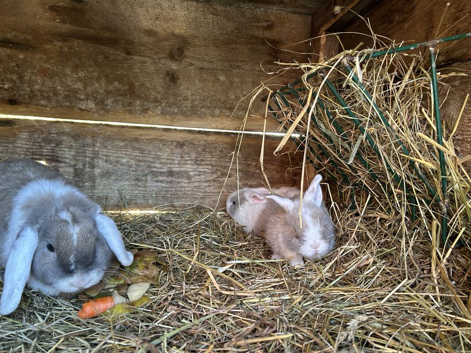 Króliczki baranki miniaturki