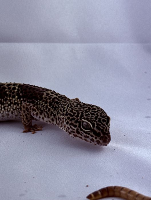 Wymienie gekony za inne zwierzeta