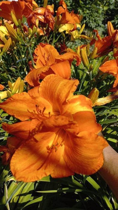 Лілейники з корінням по 40 грн.