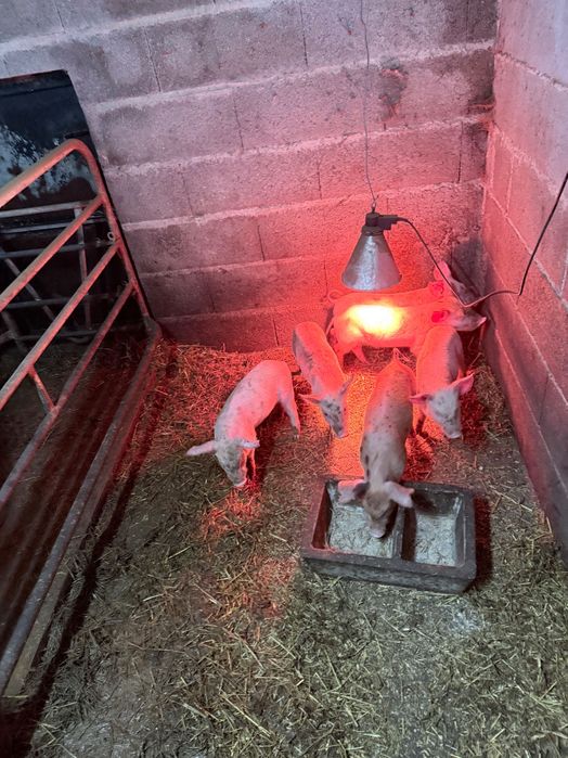 Vendo leitões nascidos a 27/12/25