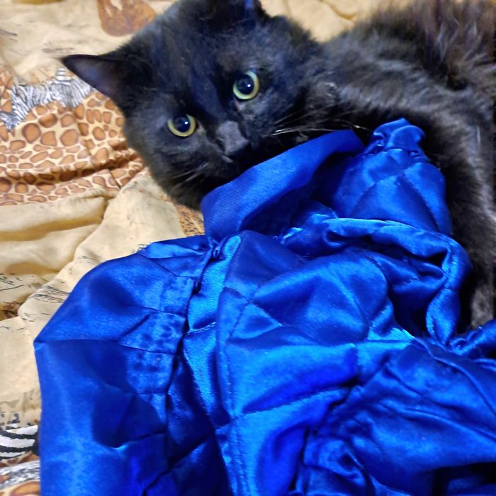 Шикарного черного кота отдам в хорошие руки!!!