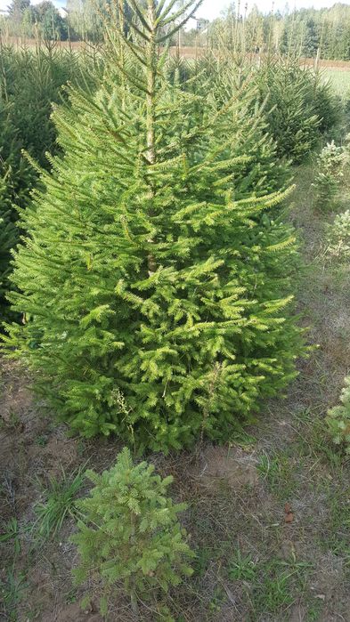 Plantacja choinek ,choinki świerkowe ,sadzonki świerka ,świerk.