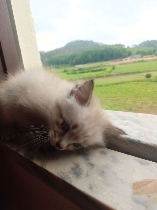 Gatinhos para adoção