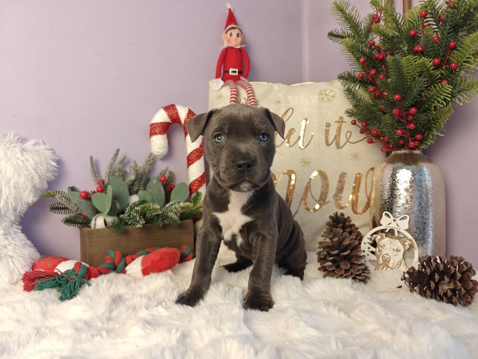 Rodzinny piesek amstaff !