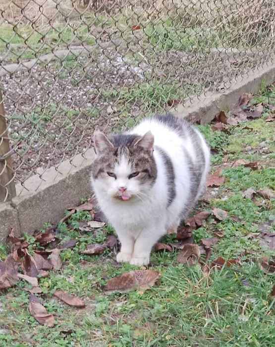 FRANIO – jesień życia spędza na dworze, marząc o kocyku