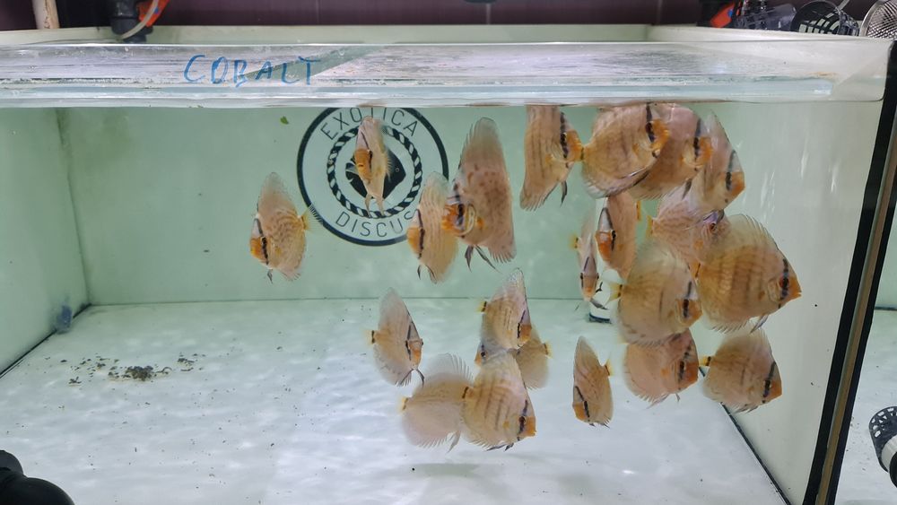 Cobalt Kobalt Piwowarski