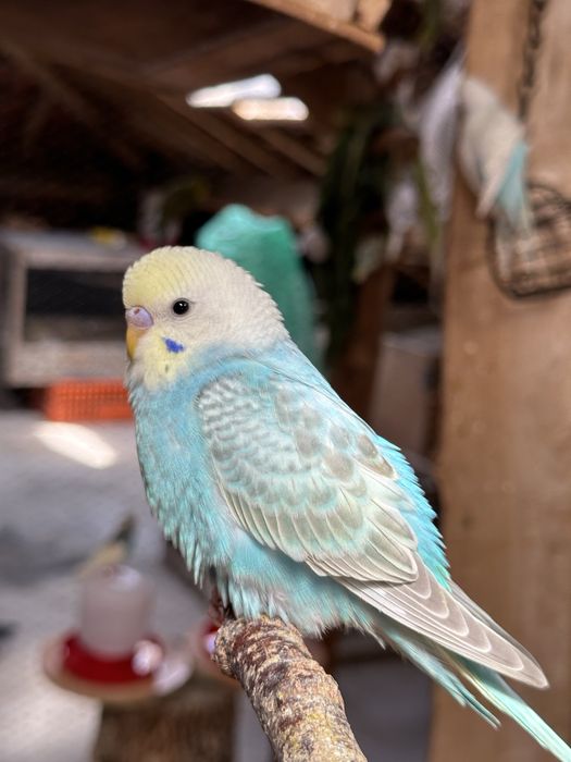 Periquitos australianos