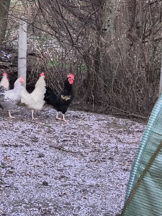 Sprzedam 3.koguty lub zamianie na nioski