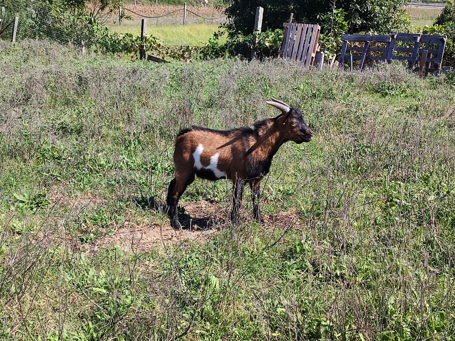 Cabrito Anão com 8 Meses