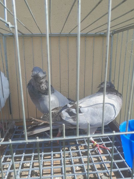 Sprzedam parę parzystą.