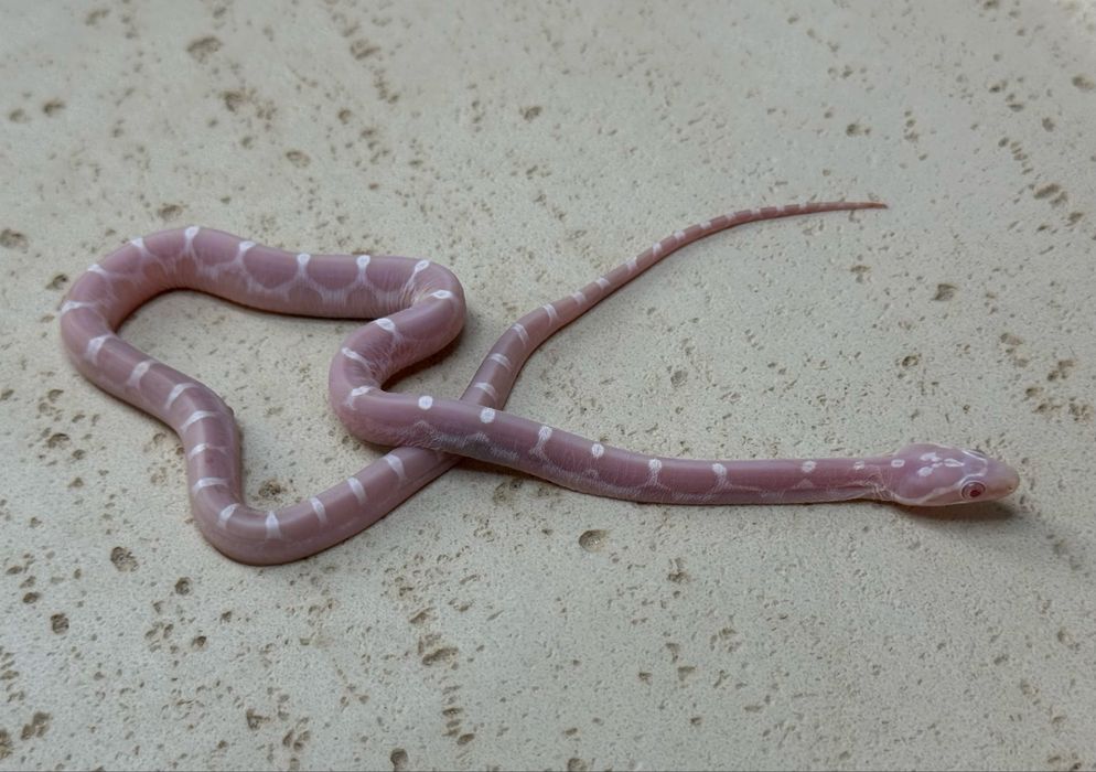 Wąż zbożowy Snow Scaleless samiec