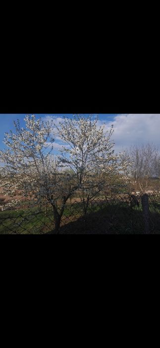 Продам будинок в с. Ладижинка
