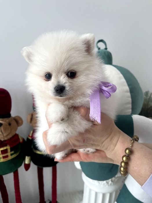 Померанські шпіци  ваш найкращий подарунок