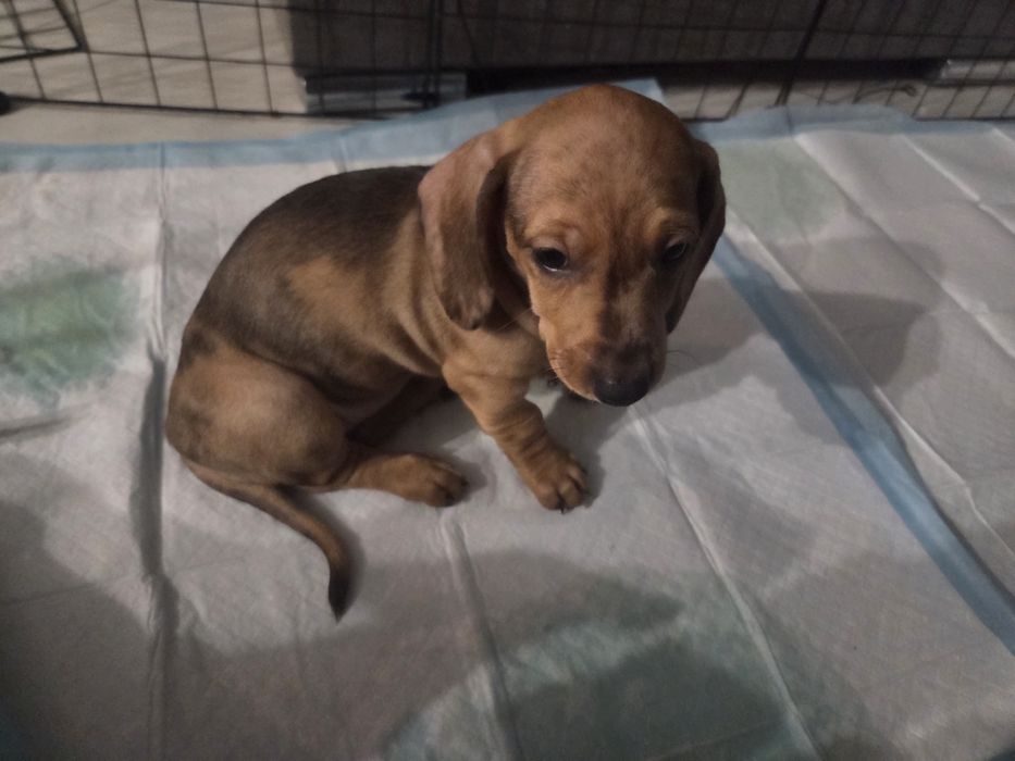 Jamnik krótkowłosy.