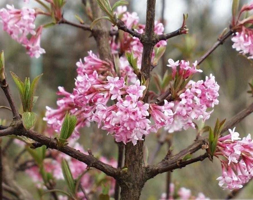 Калина боднантенская Dawn.