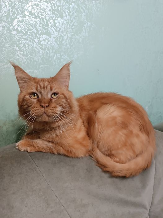 Мейн-кун котята для вас