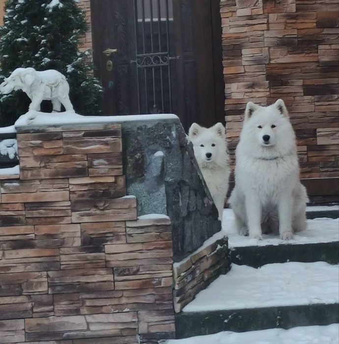 Самоіди для фотосесії. Київ