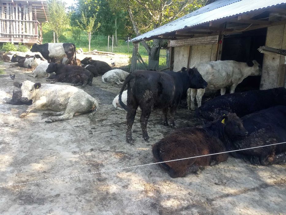 Krowy. rasy Galloway w jakości ekologicznej