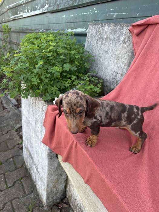 Teckel macho miniatura