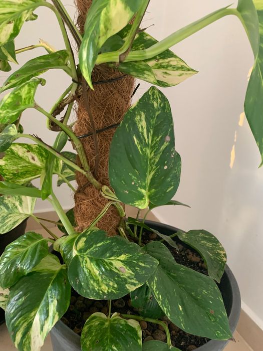 Plantas naturais de interior. Porte grande.