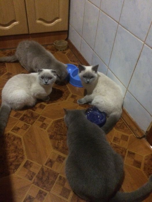 котята шатланд ские и британские