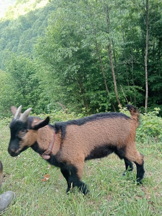 Продам цапика  від молочної кози