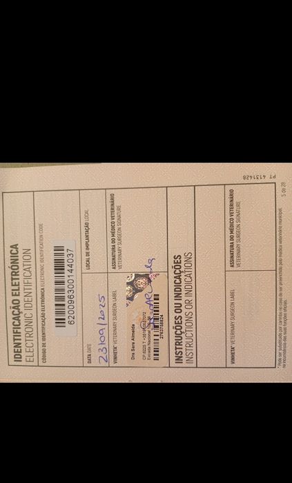 Maja - Cadelinha Malinois de 3 anos para adoção/venda De graça