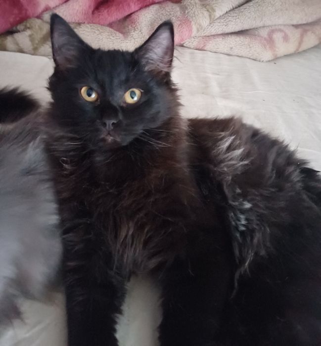 Отдам котёнка черныша