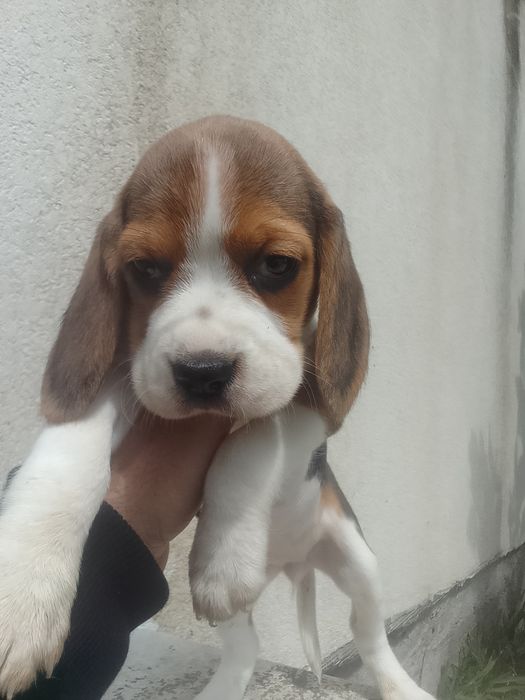 Beagle tricolor puro