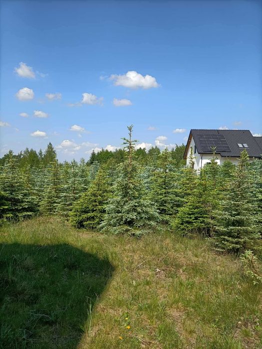 Choinki świerkowe