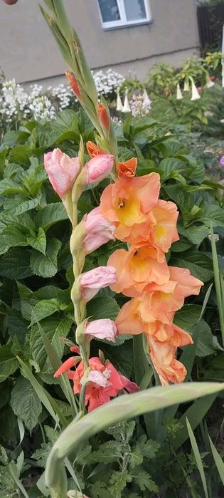 Продам гладіолус