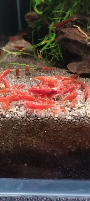 Krewetki neocaridina Bloody Mary . Łatwe w hodowli.