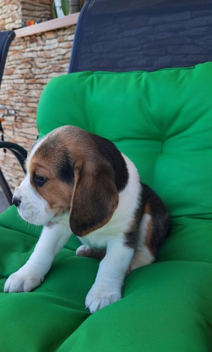 Beagle szczeniak