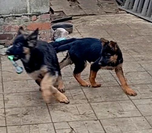 Щенки стандарт и длинники с родословной