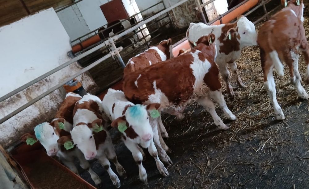 Sprzedam byki miesne