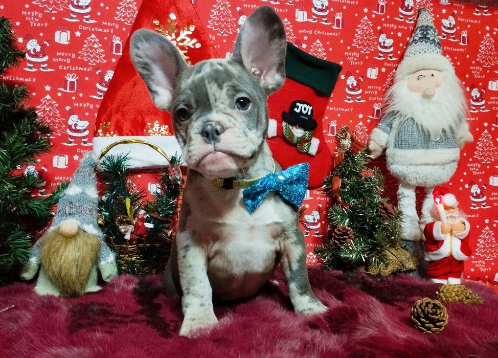 Суперовый кобель с документами. Чудо в дом на Новогодние праздники.