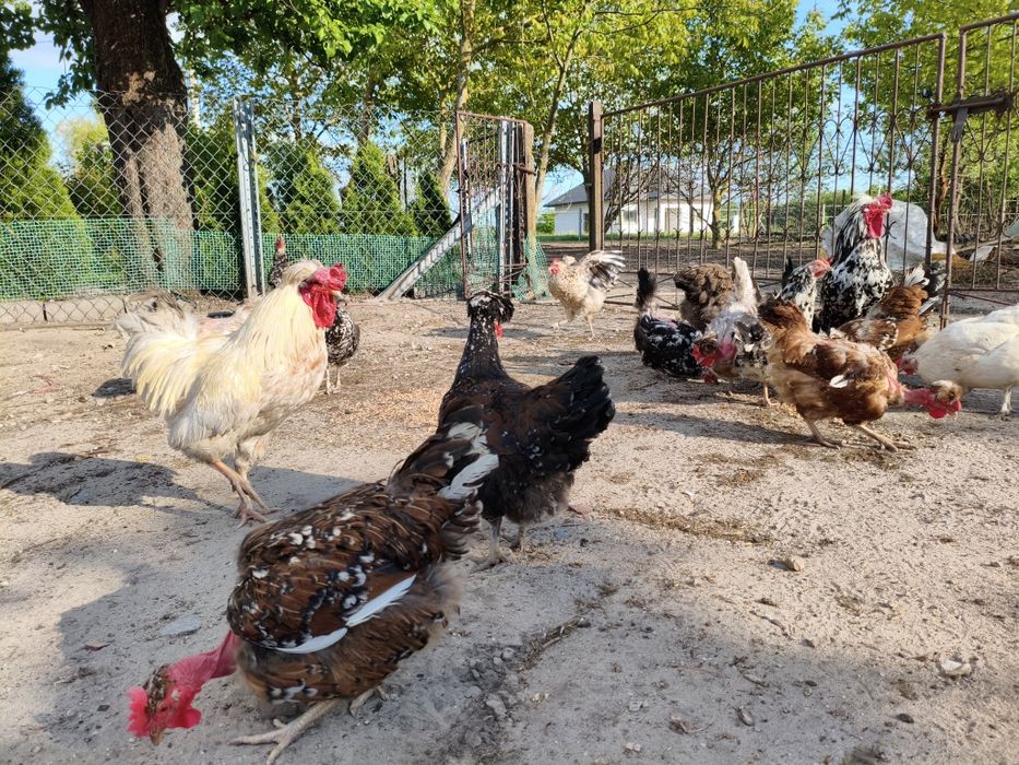 Jajka Lęgowe Mix Ras