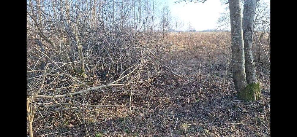 Oddam gałęzie na zrębkę