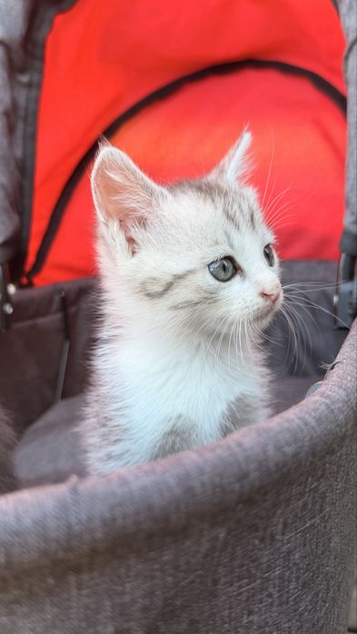 Відамо котиків у добрі руки