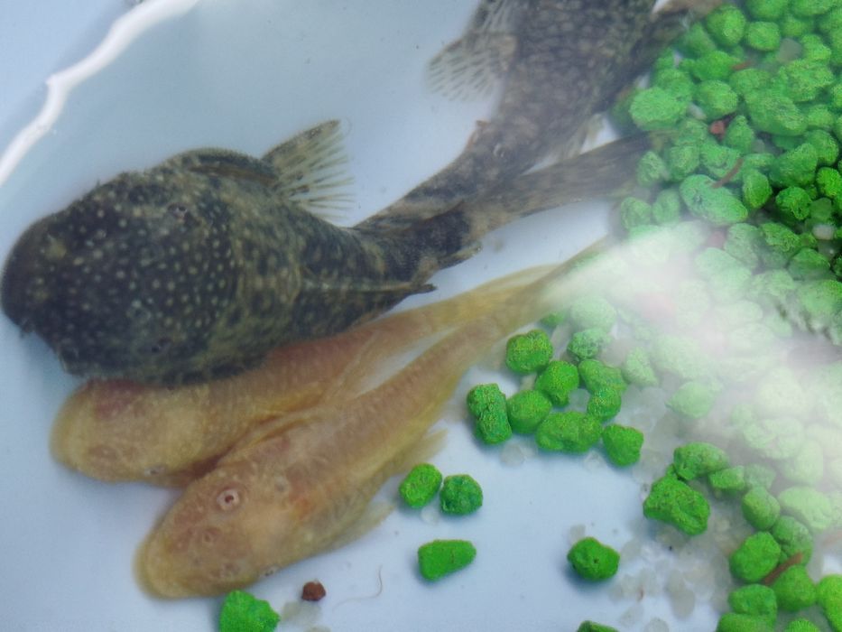 Ancistros   dos comuns