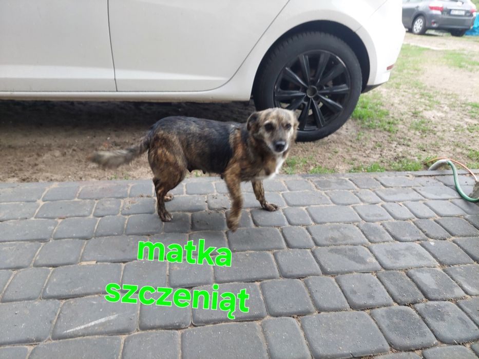 Szczeniaki szukają domu.