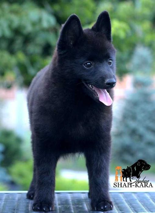 Шипперке хлопчик (розплідник)