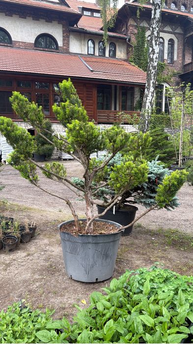 Krzewy formowane bonsai  Jałowiec Cis Cyprys Modrzew