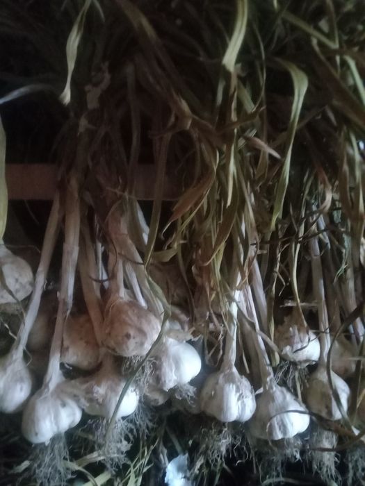 Czosnek wiosenny Jarus