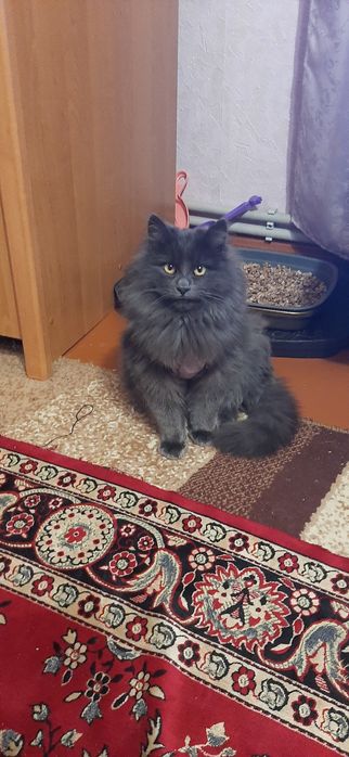 Віддам в добрі руки.